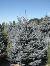 Colorado Spruce